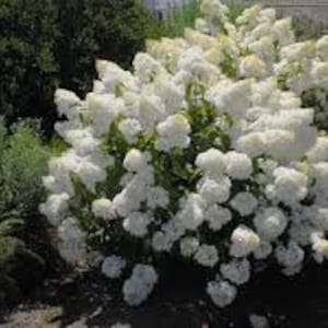 Puede incluir: Un arbusto exuberante de flores de hortensia blancas en un jard&iacute;n. Las flores est&aacute;n densamente agrupadas, creando una apariencia de nube. El follaje verde rodea las flores, con otras plantas visibles en el fondo.