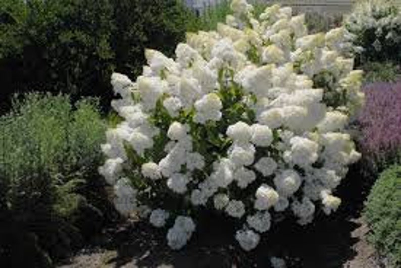 Puede incluir: Un arbusto exuberante de flores de hortensia blancas en un jard&iacute;n. Las flores est&aacute;n densamente agrupadas, creando una apariencia de nube. El follaje verde rodea las flores, con otras plantas visibles en el fondo.