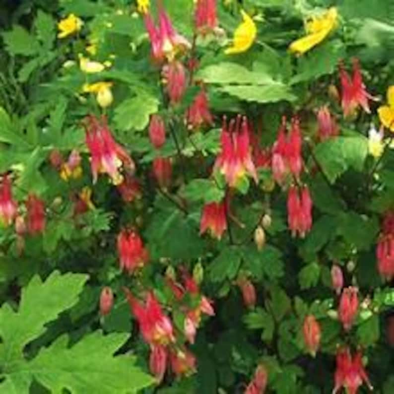 以下が含まれることがあります： 緑の葉の中に、赤と黄色のオダマキの花が咲いています。花は独特の形で、長い距のある花びらを持っています。葉は濃い緑色です。