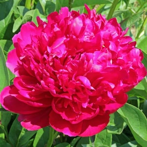 May include: A close-up of a vibrant, fully bloomed peony flower in shades of magenta and fuchsia. The petals are densely packed, creating a lush, textured appearance. Green leaves provide a contrasting backdrop, highlighting the flower's rich color.