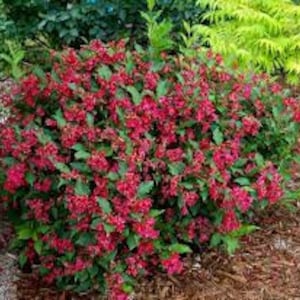 May include: A vibrant bush with clusters of small, bright red flowers and lush green foliage. The plant is in full bloom, creating a dense, colorful display. The bush is surrounded by mulch and other greenery.