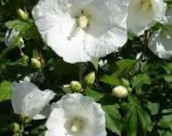 Rose of Sharon 'Diana' Hibiscus syriacus Althea Live Plant Flowering Shrub Large White Flowers---Beautiful!!