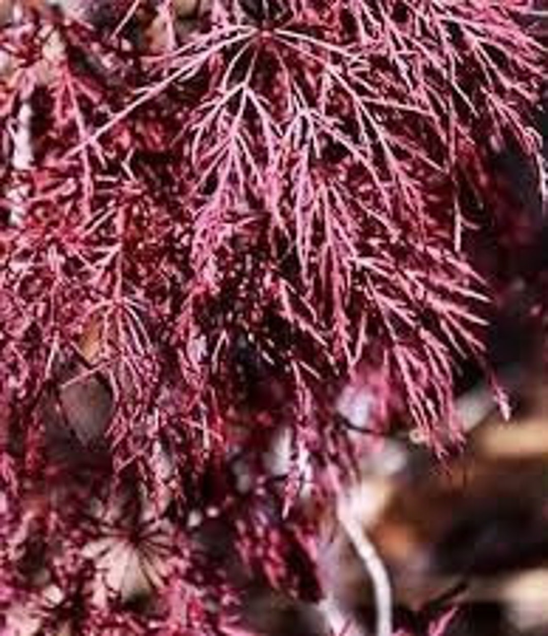 Japanese Maple 'red Filigree Lace' Acer Palmatum Dissectum Live Grafted ...