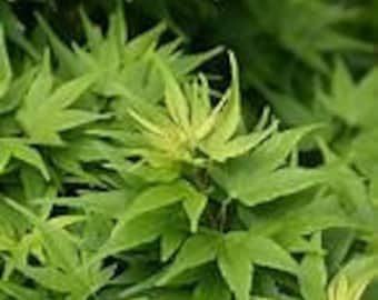 Dwarf Japanese Maple 'Mikawa Yatsubusa' Acer palmatum Live Grafted Tree Rare Layered Leaves---Unique!!