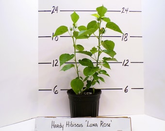 Hardy Hibiscus moscheutos &#39;Luna Rose&#39; Perennial Live Plant Large Pink Flowers--Gorgeous!!