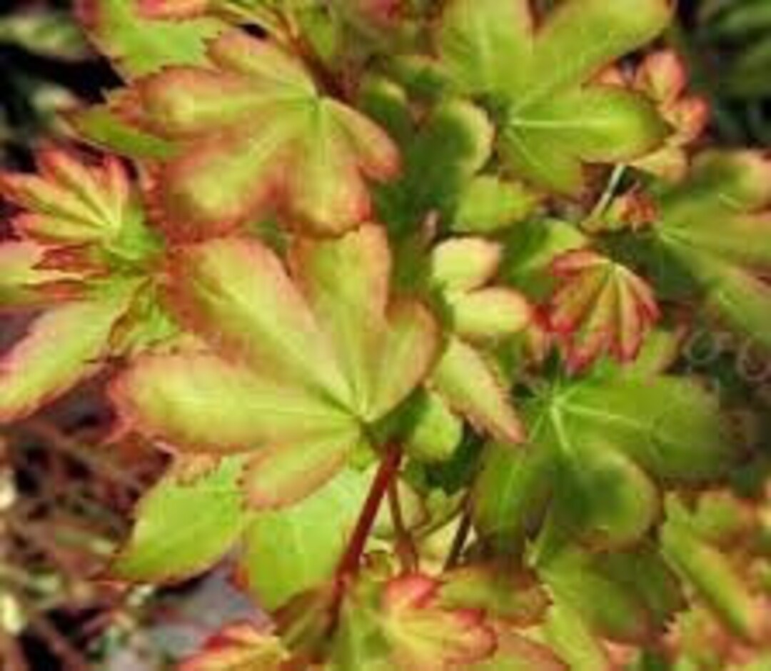 Japanese Maple 'koto Maru' Acer Palmatum Live Semidormant Grafted