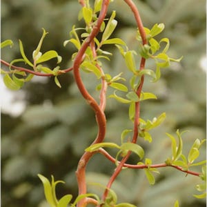 May include: Close-up of a vibrant, twisting willow branch with reddish-brown bark and bright green leaves. The branches curve and arch, creating an interesting natural pattern against a blurred green background.