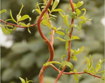 Scarlet Curls Willow 2 1/2" Pot Starter Plant: Wavy Branches, Curly Leaves, Red Bark