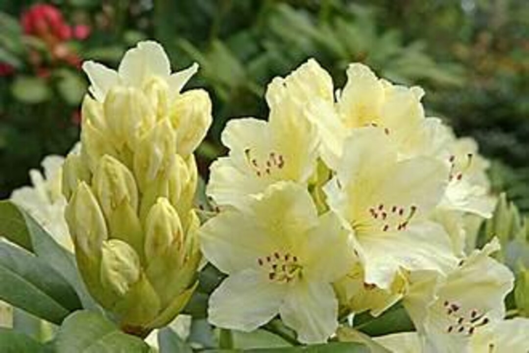 Capristano Rhododendron Rhododendron 'capistrano' Live Plant Evergreen Shrub Pale Yellow ...
