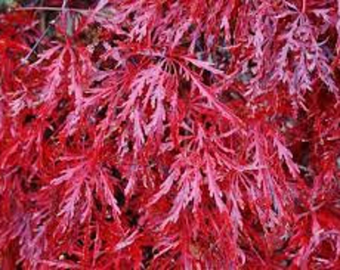 Japanese Maple Acer Palmatum Dissectum Live dormant Tree