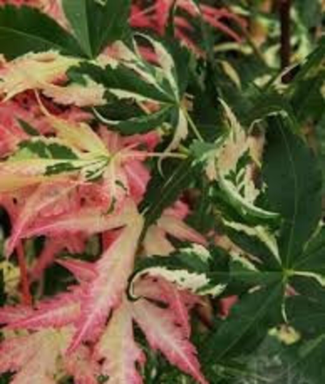 Japanese Maple 'asahi Zuru' Acer Palmatum dormant Etsy