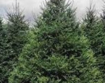 Norway Spruce Picea abies Live Plant Evergreen Fast Growing Conifer Large Pinecones---Gorgeous!!