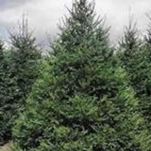 Norway Spruce Picea abies Live Plant Evergreen Fast Growing Conifer Large Pinecones---Gorgeous!!