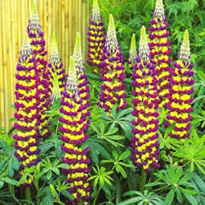 Lupine 'Manhattan Lights' Perennial Live Plant Purple & Yellow Flowers--Beautifully Unique!!