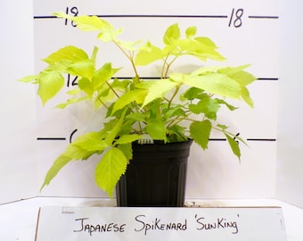 Japanese Spikenard &#39;Sun King&#39; Live Plant Perennial Gold Leaves Shade Lover---Beautiful!!