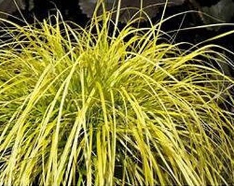 Carex oshimensis 'Everillo' Sedge Grass Live Plant Perennial Shade Evergreen Yellow Gold Foliage Groundcover---Beautiful!!