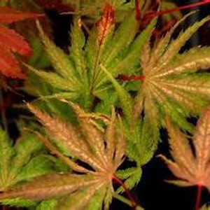 May include: A cluster of Japanese maple leaves displaying a vibrant gradient of colors, ranging from deep red to bright green and golden yellow. The leaves feature distinct, serrated edges and prominent veins, creating a dense, layered foliage pattern.