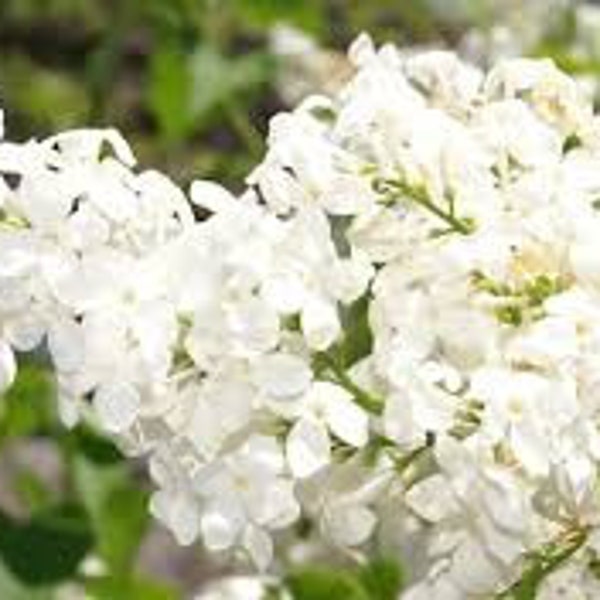 Lilac 'Betsy Ross' Syringa x Oblata 1 Live Plant Fragrant White Flowers---Gorgeous!!