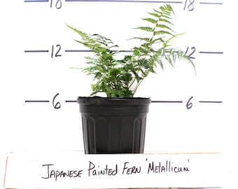 Japanese Painted Fern &#39;Metallicum&#39; Athyrium Niponicum Live Plant Perennial Silvery Fronds Purplish Midribs Shade Garden---Beautiful!!