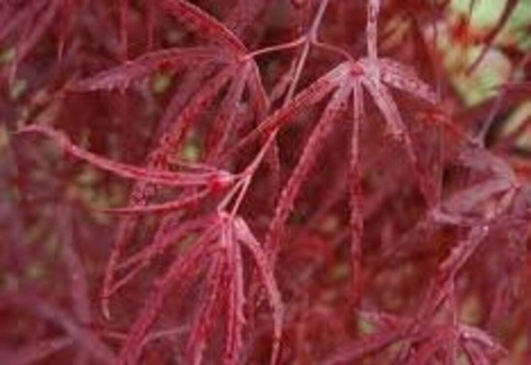Japanese Maple 'hubb's Red Willow' Acer Palmatum Live Dormant Grafted
