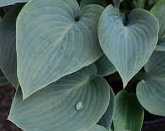 Hosta 'Bressingham Blue' Live Plant Shade Perennial Large Blue Green Textured Leaves---Stunning!!