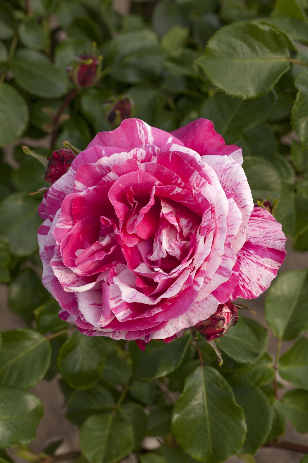 Very Raspberry Ripple Rose Bush Climbing Rose 'raspberry Cream Twirl' Starter Plant Fragrant Pink With ...