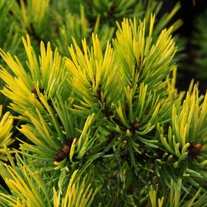 May include: Close-up of a vibrant evergreen plant with bright yellow tips and green needles. The needles are long and slender, creating a textured appearance. The plant's branches are visible, showcasing the plant's structure.