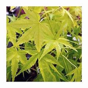 May include: A Japanese maple plant featuring vibrant, chartreuse-yellow, palmate leaves with serrated edges. The foliage is densely arranged on thin, green stems, creating a layered, textured appearance with bright, light-reflecting surfaces.