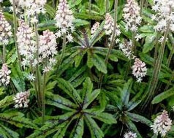 Tiarella 'Candy Striper' Foam Flower Live Plant Shade Perennial Large Deeply Lobed Leaves Maroon Stripe Pink Flowers---Gorgeous!!