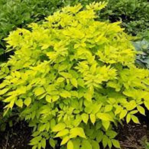 Japanese Spikenard 'Sun King' Live Plant Perennial Gold Leaves Shade Lover---Beautiful!!