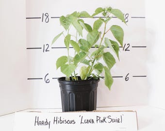 Hardy Hibiscus moscheutos &#39;Luna Pink Swirl&#39; Shrubby Perennial Live Plant Huge Pink & White Flowers--Gorgeous!!