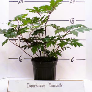 Baneberry 'Brunette' Actaea simplex Cohosh Live Plant Purple Black Leaves White Fragrant Flower Spikes Shade Perennial---Stunning!!