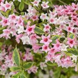 May include: Close-up of a flowering shrub with clusters of pink and white star-shaped blossoms. The flowers have a delicate appearance, with a touch of red in the center. The green leaves have yellow edges.