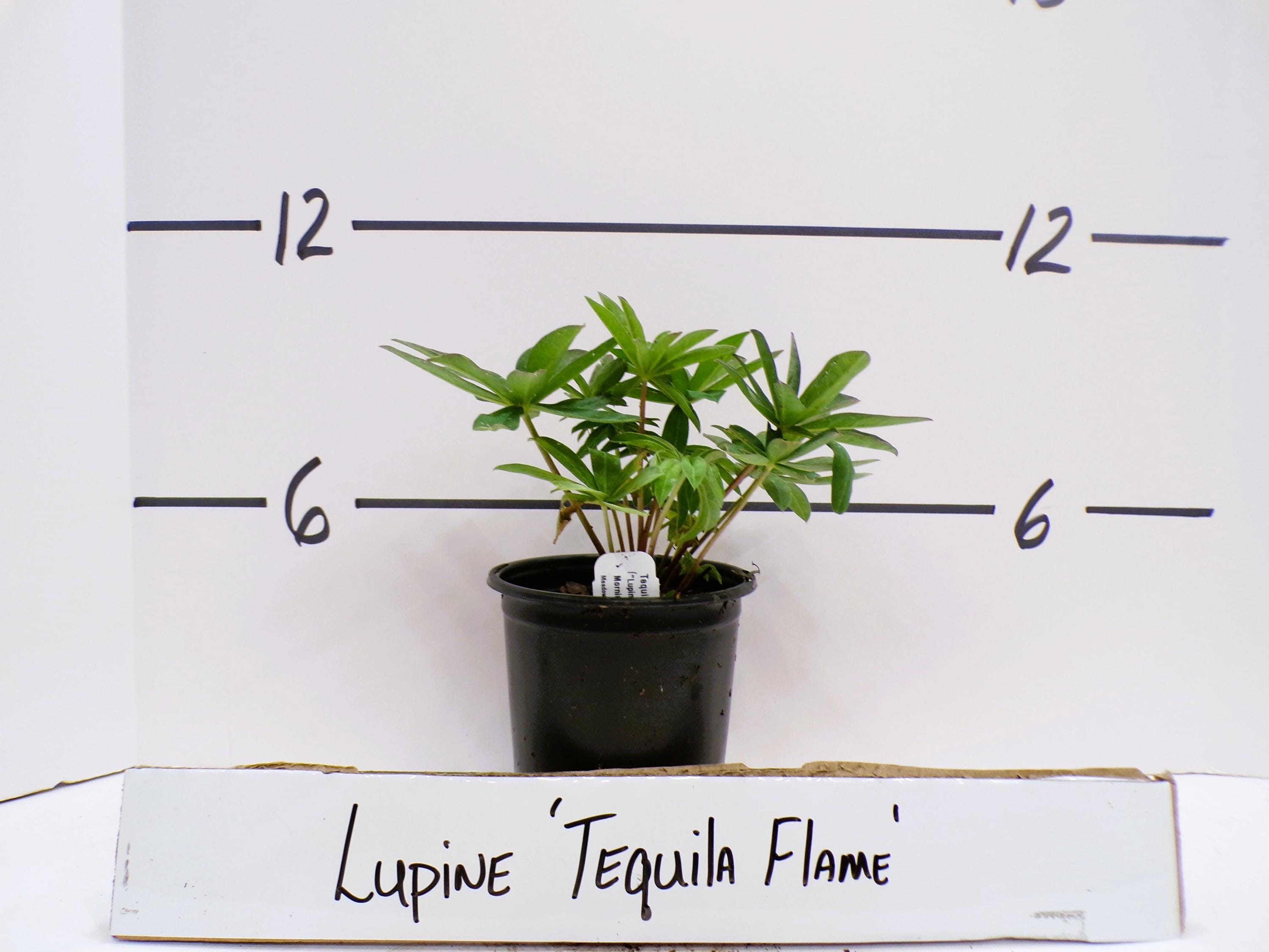 Lupine 'Tequila Flame' Lupinus Live Plant Perennial Red Yellow Flower Spikes---Stunning!!