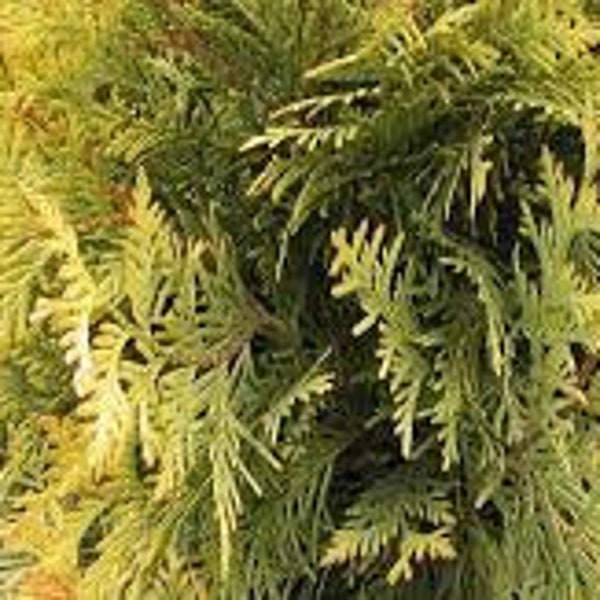 3 'Yellow Ribbon' Thuja Occidentalis Arborvitae Live Plants Evergreen Shrub Greenish Yellow Foliage---Beautiful!!