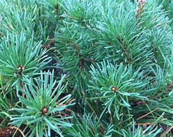 Dwarf Mugo Pine Pinus pumilio Live Plant Evergreen Shrub Conifer---Beautiful!!