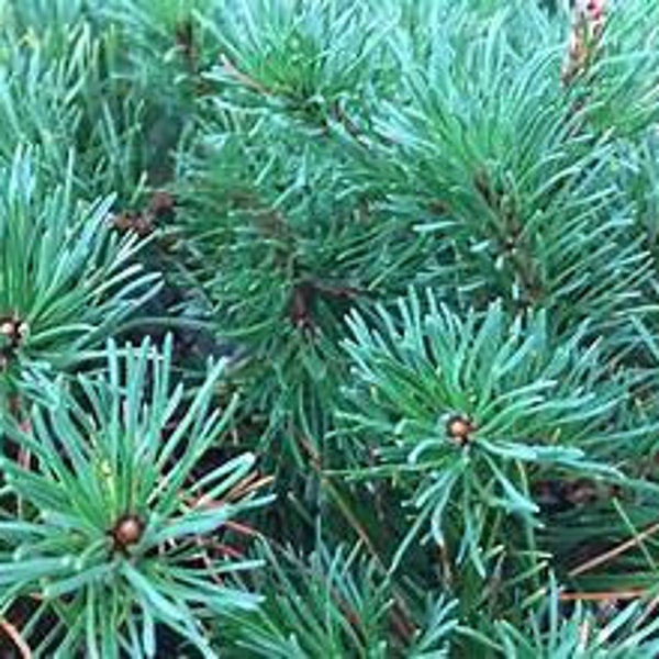 Dwarf Mugo Pine Pinus pumilio Live Plant Evergreen Shrub Conifer---Beautiful!!