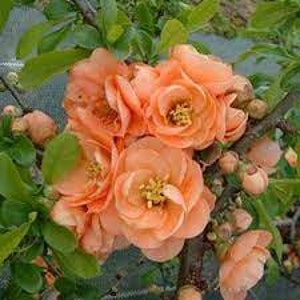 Japanese Flowering Quince 'Cameo' Chaenomeles x superba Live Plant Ornamental Thornless Flowering Shrub Coral Pink Flowers---Beautiful!!