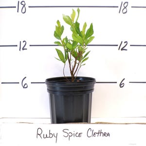 Summersweet "Ruby Spice" Clethra alnifolia Live Plant Perennial Shrub Fragrant Pink Flowers---Gorgeous!!
