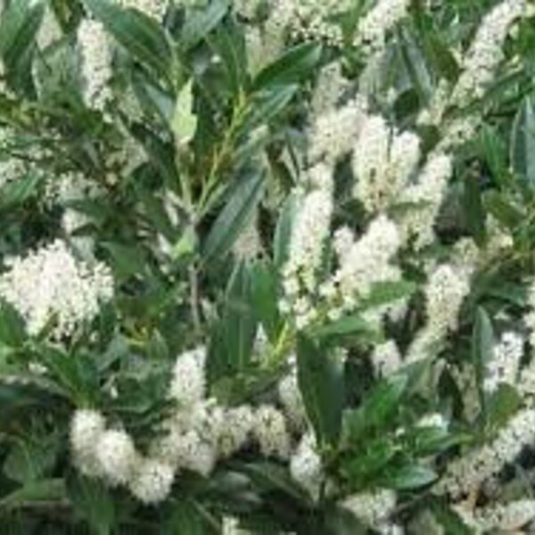 Prunus laurocerasus Schipkensis 'Schip' Laurel Bareroot Semi-Dormant Plant Evergreen Fragrant White Flowers---Gorgeous!!