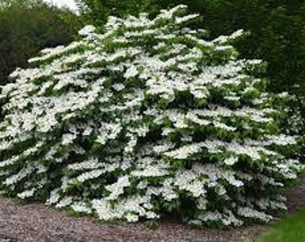 Doublefile Viburnum 'Mariesii' Plicatum tomentosum Live Plant Flowering Shrub White Lacecap Flowers---Gorgeous!!