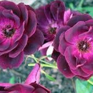 Floribunda Rose 'Burgundy Iceberg' Live Plant Perennial Flowering Shrub Burgundy Double Blooms---Gorgeous!!