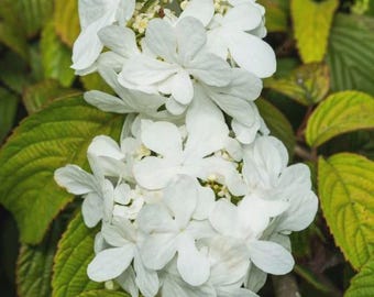 Viburnum 'Shasta' plicatum f. tomentosum Live Plant Horizontal Branches White Flowers---Stunning!!