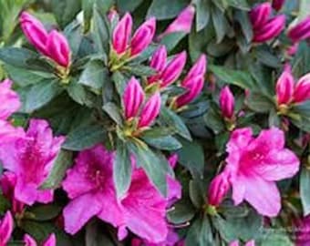 Purple Formosa Azalea Starter Plant – Purple-Pink Blooms (2 1/2" Pot)