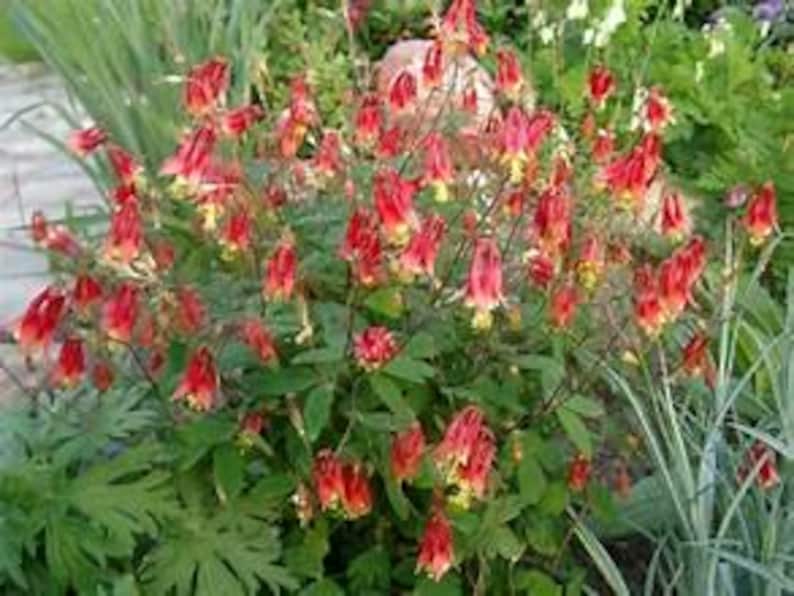 Columbine 'Little Lanterns' Aquilegia canadensis Live Plant Shade Perennial Nodding Red Flowers Yellow Center---Gorgeous!! 画像 3