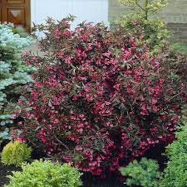 Weigela florida 'Alexandra' Live Plant Flowering Shrub Dark Leaves Pink Flowers--Beautiful!!