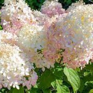May include: Close-up of a cluster of hydrangea flowers in full bloom. The flowers transition from white to soft pink hues, with a dense, textured appearance. Green leaves provide a contrasting backdrop.