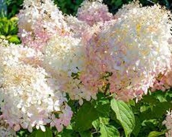 Hydrangea 'Phantom' Starter Plant 2 1/2" Pot. Huge White to Pink Flowers Heavy Bloomer--Beautiful!!