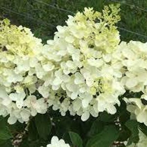 Hydrangea Paniculata 'Silver Dollar' Planta viva Arbusto perenne Grandes flores blancas---¡Hermosa! imagen 3