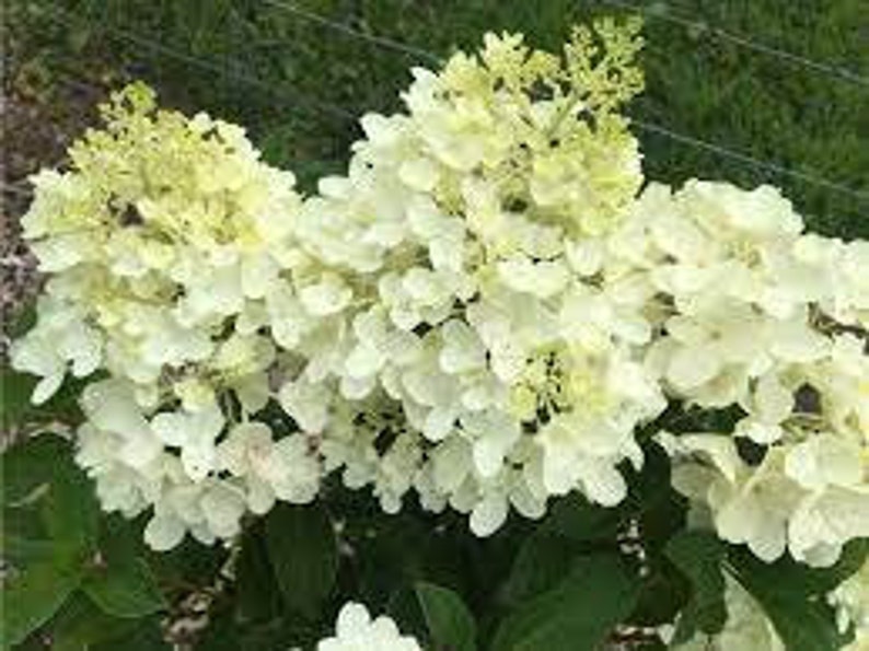 Hydrangea Paniculata 'Silver Dollar' Planta viva Arbusto perenne Grandes flores blancas---¡Hermosa! imagen 3